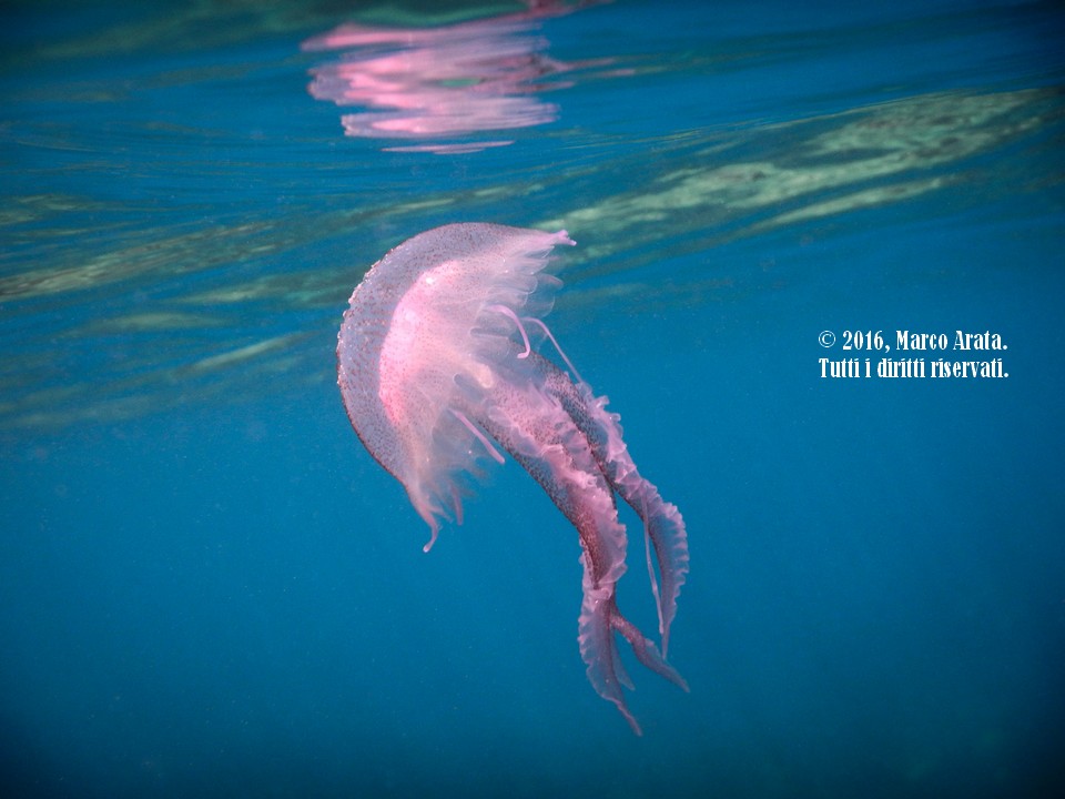 La leggiadria e la grazia dei movimenti di una medusa luminosa a pelo d'acqua. Location: Area Marina Protetta di Capo Gallo - Isola delle Femmine. Data di scatto: 18/08/2016.